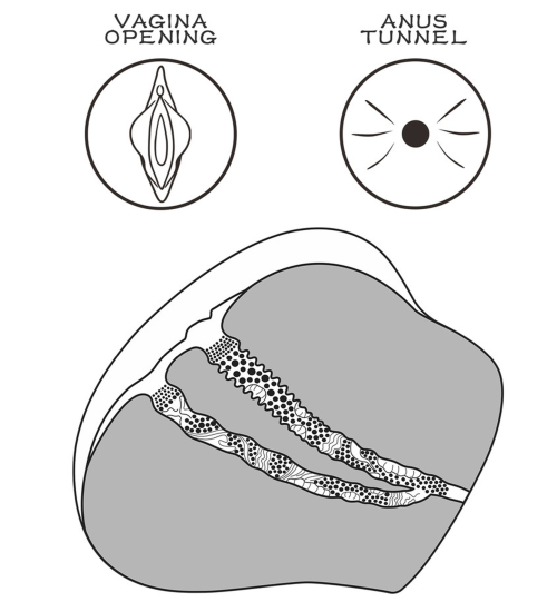 Mág realistická ženská vagína a řitní otvor
