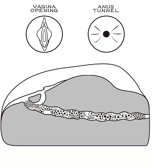 Hnědá umělá vagína s řitním otvorem